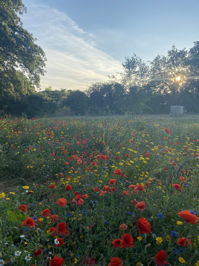 Poppies in a field with cornflowers in the evening