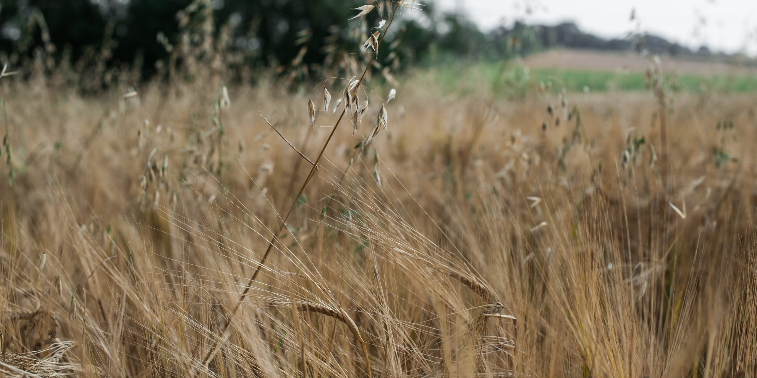 oats in field