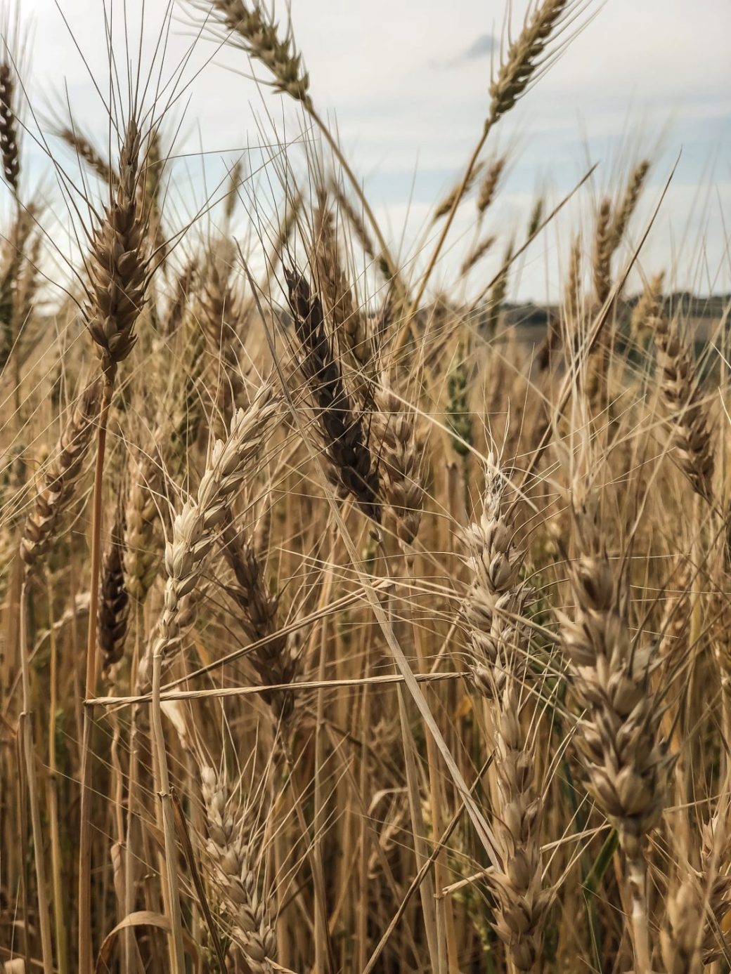 Wheat growing in a field