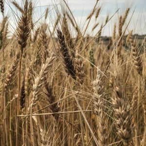Wheat growing in a field