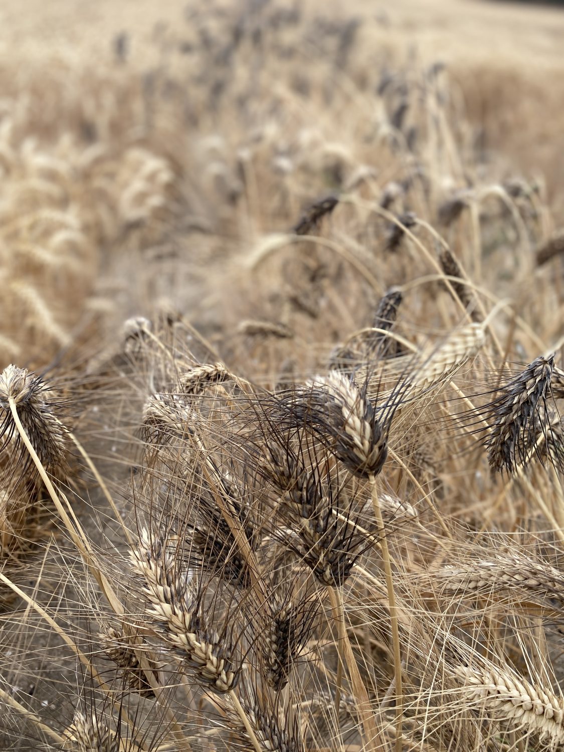 Rivet wheat (Triticum turgidum) The Sourdough School