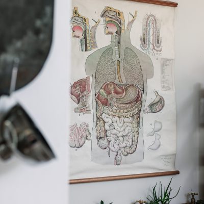 gut brain axis