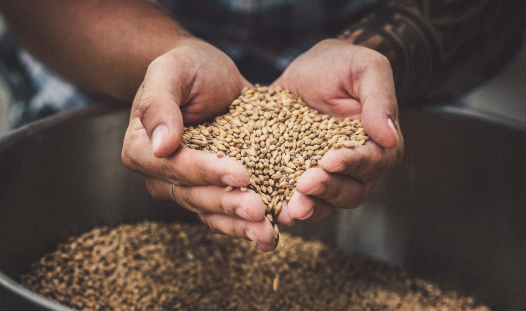 Farmer holding grains
