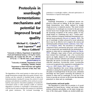 Proteolysis in sourdough fermentations: mechanisms and potential for improved bread quality