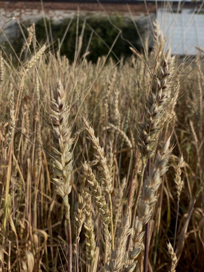 wheat growing in a field