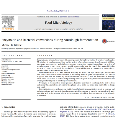 Enzymatic conversions in sourdough