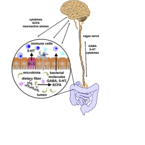 Gut brain axis