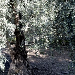 sourdough olive oil tree - 680