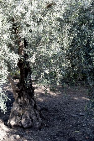 sourdough olive oil tree - 680