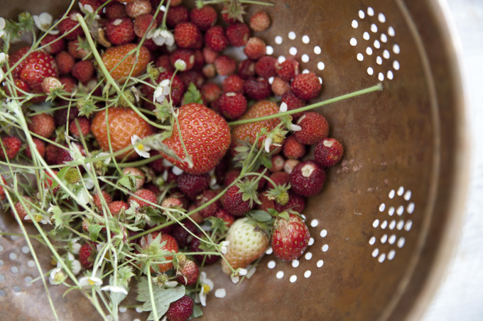 wild strawberries