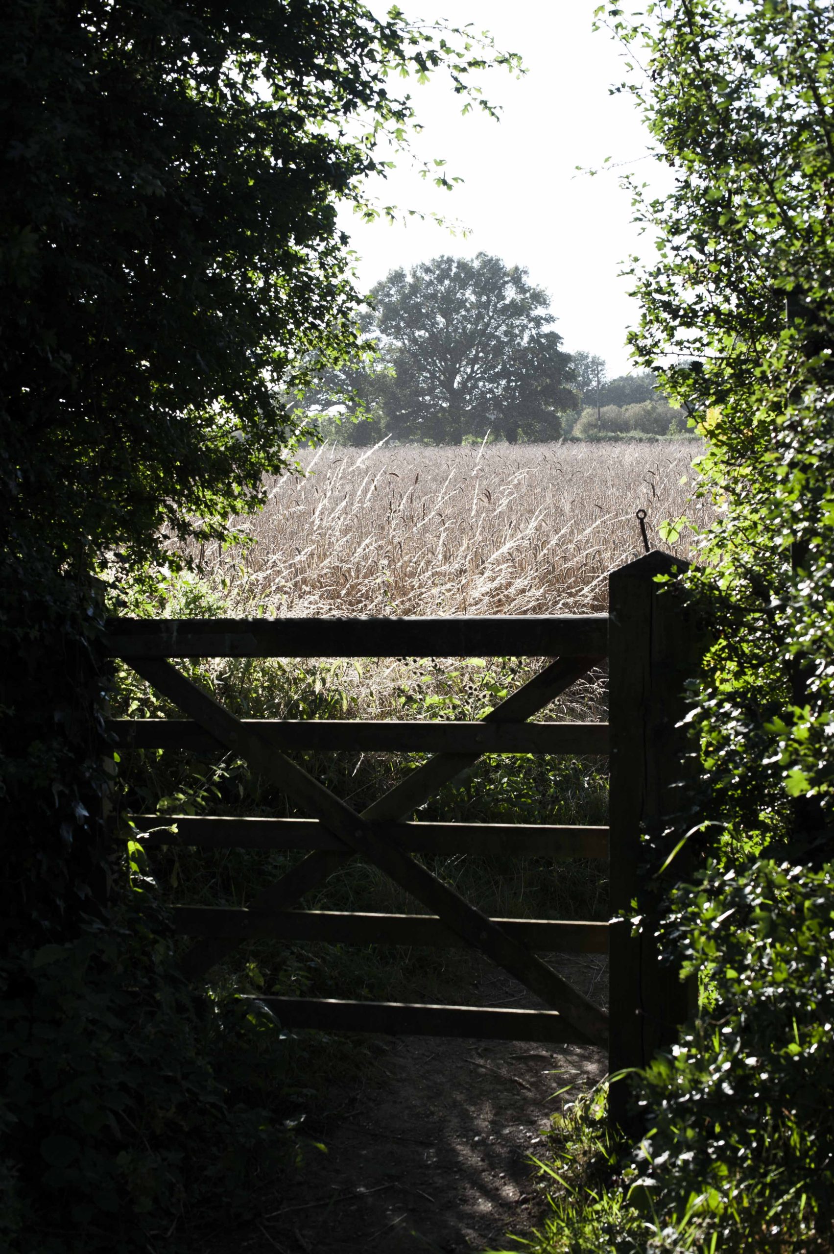 PROVEN: Your Invitation - 12 week system reset - Image 14